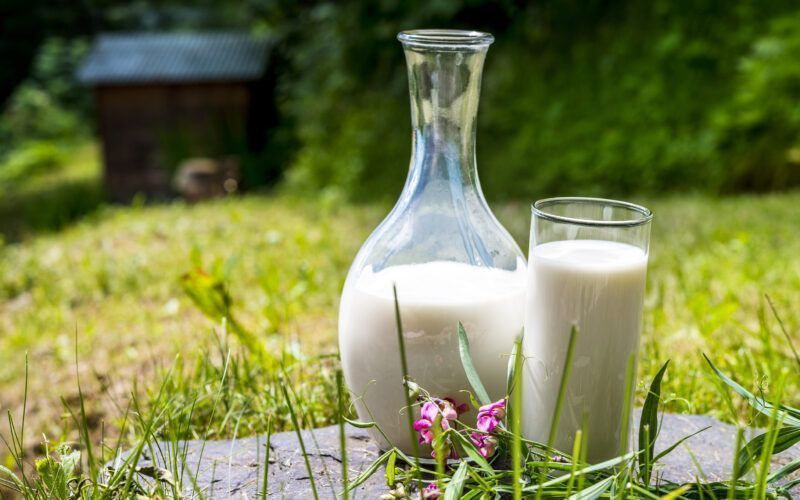 New Zealand Dairy Farmers Embrace Organic Transition