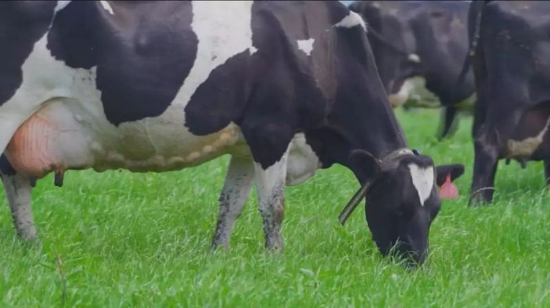 Hohhot Earns Title of 'World Dairy Capital' with $42 Billion Industry