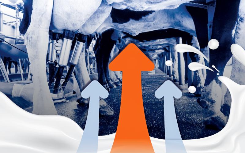 U.S. Milk Production Increases by 4% Year-Over-Year Amid Herd Expansion