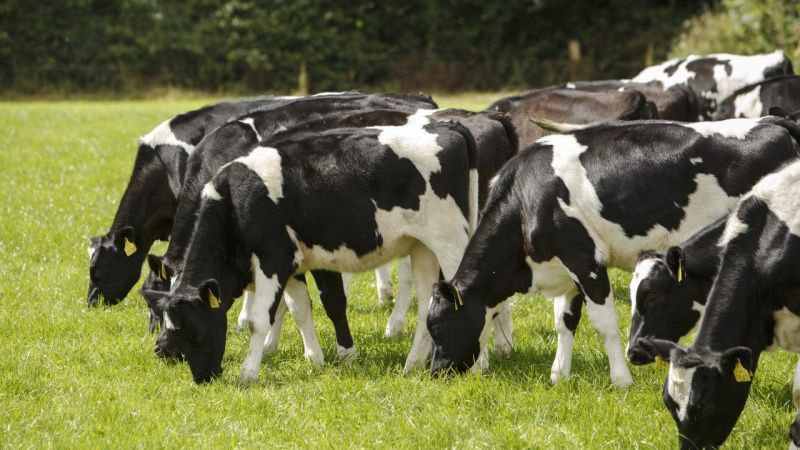 Edward Lattich wins €23,000 over excessive hours at dairy