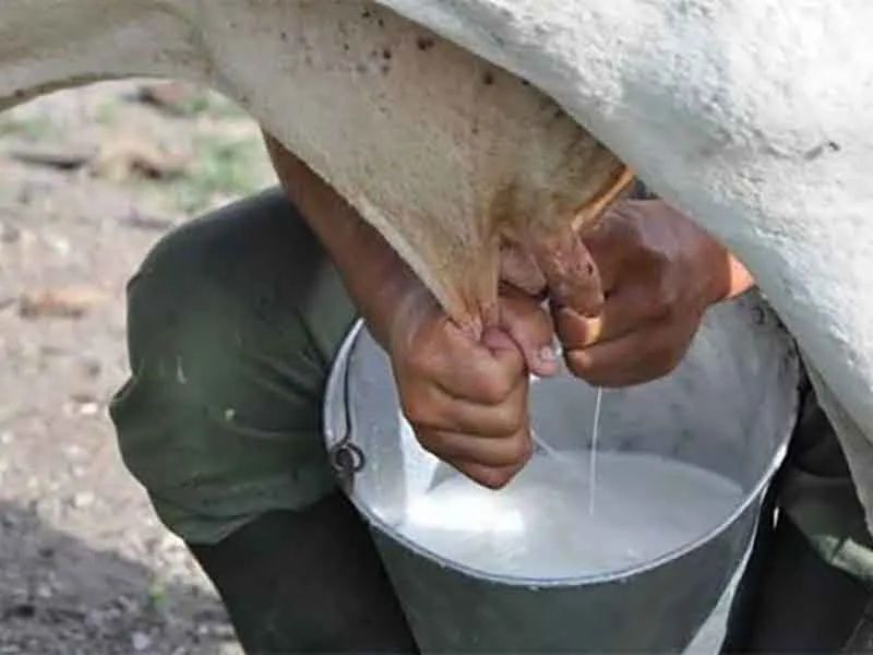 Pijijiapan Producers Demand Support for Traditional Dairy Products