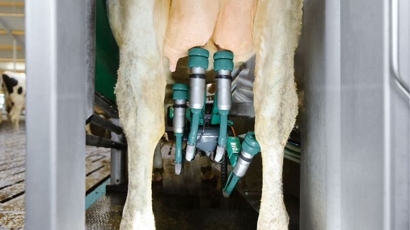 Automated Batch-Style Milking: Revolutionizing Dairy Farming in Illinois