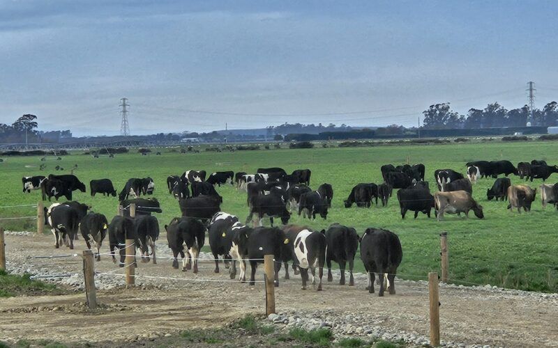 Canterbury Dairy Conversions Increase Demand for North Island Cows