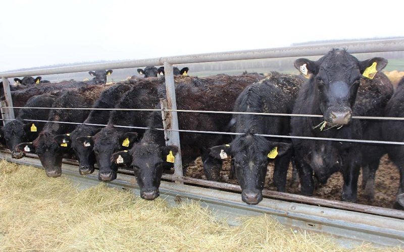 Over 2 Million Heads of Cattle Registered in Kyrgyzstan's Identification System