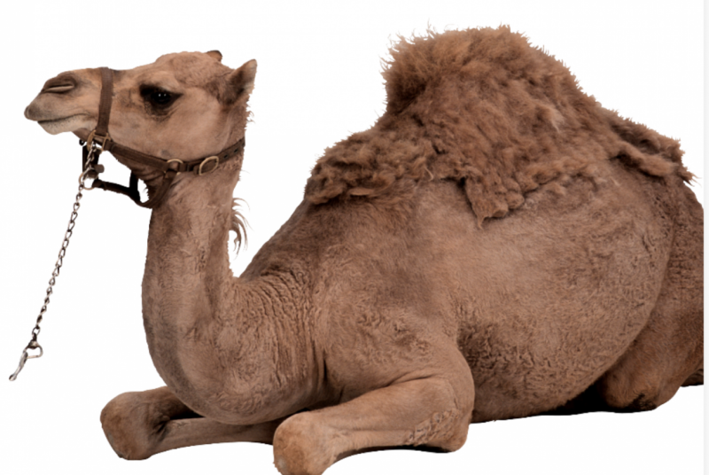 Global Camel Milk Market Could Reach $24 Billion by 2030