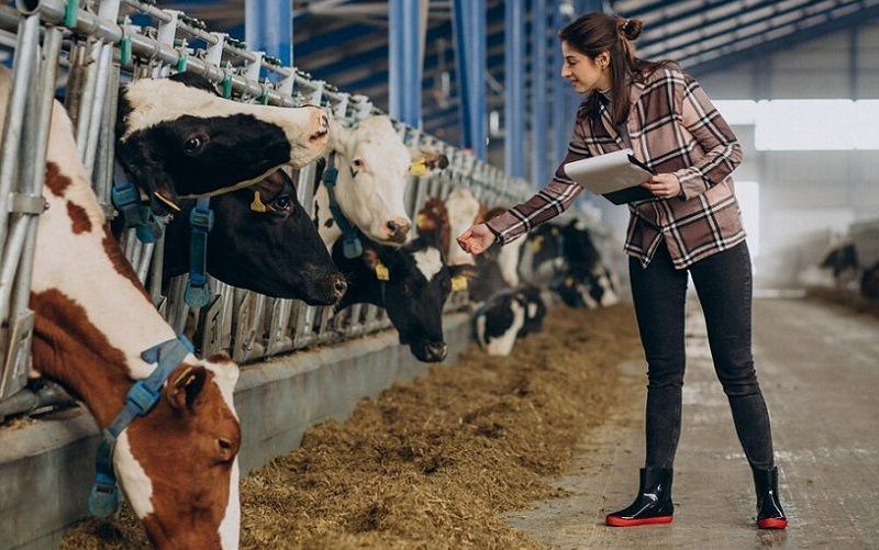 Where are California's Dairy Cows?