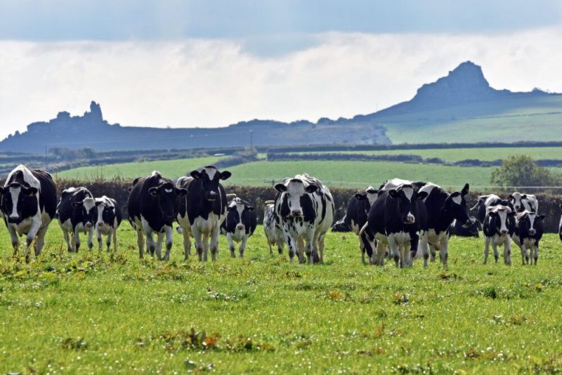 Rising Costs Threaten Financial Stability of Welsh Dairy Farmers
