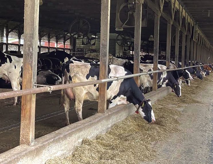 Ingleside Dairy Farm Combines Family Tradition with Robotic Milking