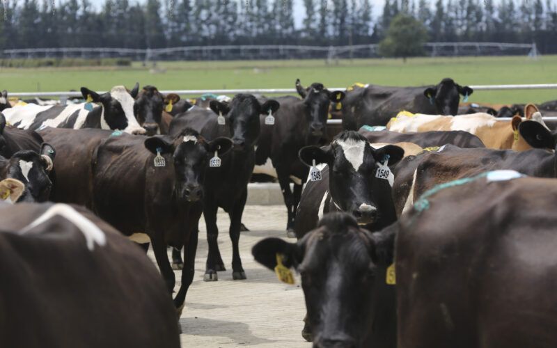 Salmonella Outbreaks Prompt Warnings for Dairy Herds