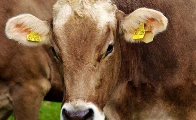 A Farmer Schedules Milking by Phone as 1,300 Cows Walk to the Barn Alone