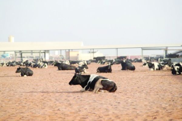 Mazoon Dairy's Role in Enhancing Oman's Domestic Food Supply