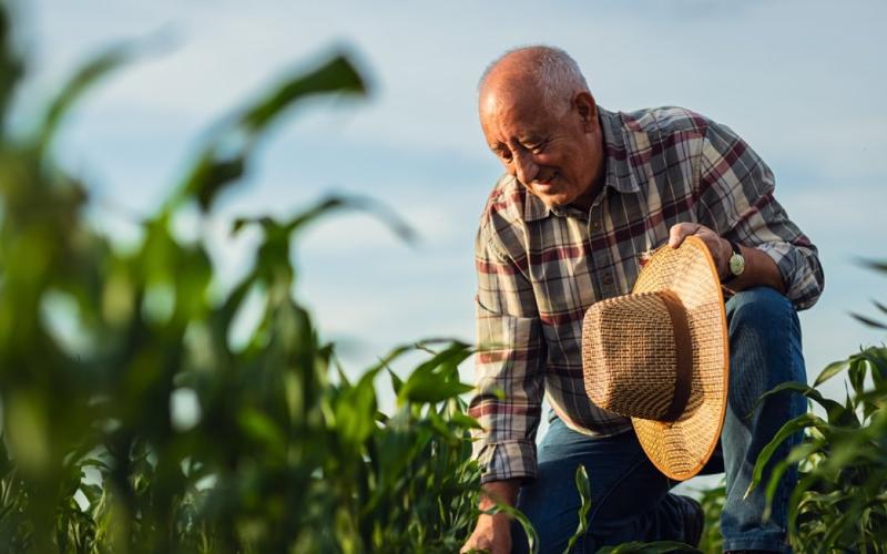 Dairy and Corn Producers in Jalisco Urge Increased Support Amid Rising Costs