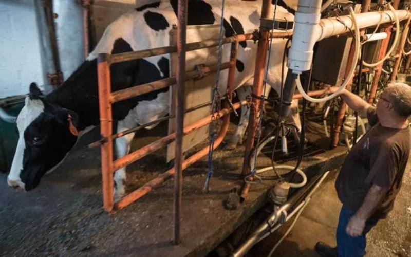 Dairy Giant Faces Closure Amid Financial Turmoil