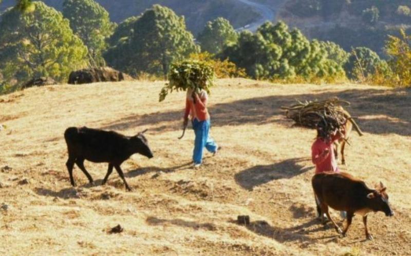 El sector lácteo de Uttarakhand registra un aumento del 3.1% en la producción de leche