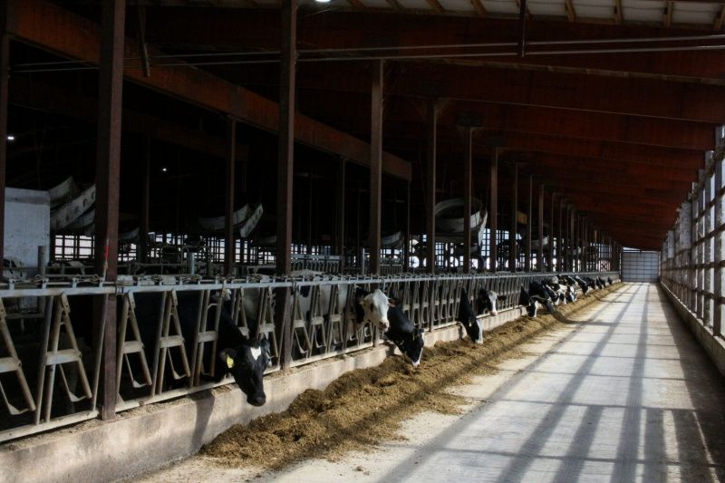 Report Accuses Dairy Industry of Overstating Environmental Achievements