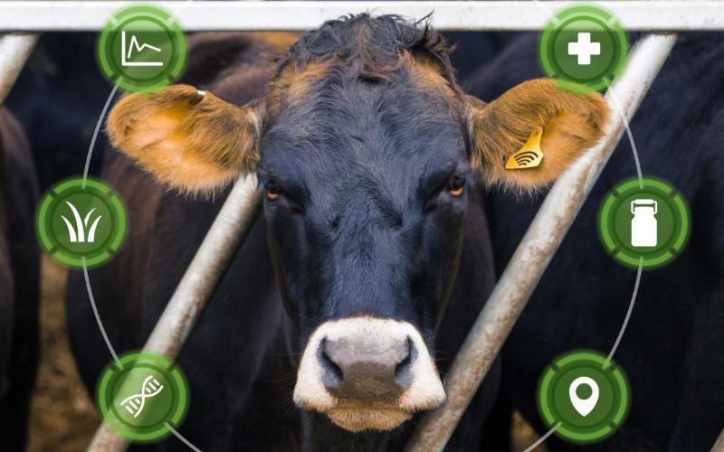 Fonterra integra IA para mejorar las operaciones globales de productos lácteos