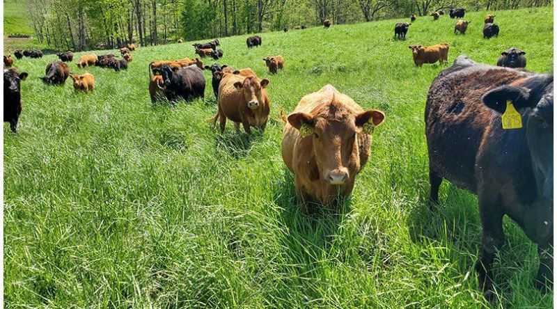 The 2026 Dairy Wellbeing Workshop Will Address Cattle Health and Beef Quality