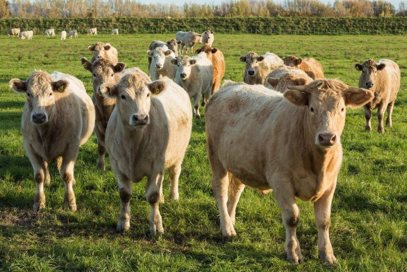 EU Cattle Slaughter Is Forecast to Fall as Drought Tightens Feed Supplies