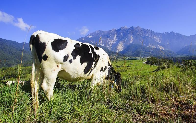 Yeni Zelanda Süt Endüstrisi, Sürdürülebilir Tarım İçin Antibiyotik Kullanımını Azaltıyor