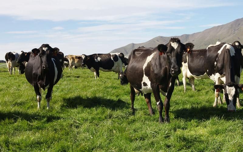 New Zealand Dairy Sector Advances in Nutrient Efficiency and Sustainability