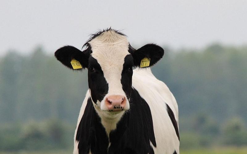 July Milk Prices Should Reflect Stable Dairy Markets - ICMSA