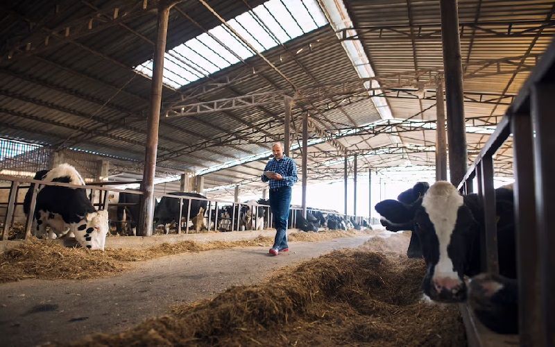 How Cattle Convert Forage Into High-Quality Milk