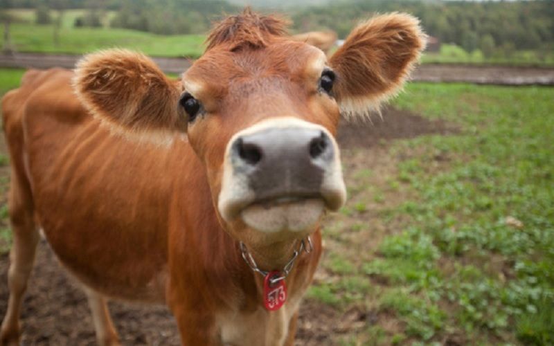 Казахстан получил от «Молвеста» 800 голов племенного скота для развития молочного животноводства