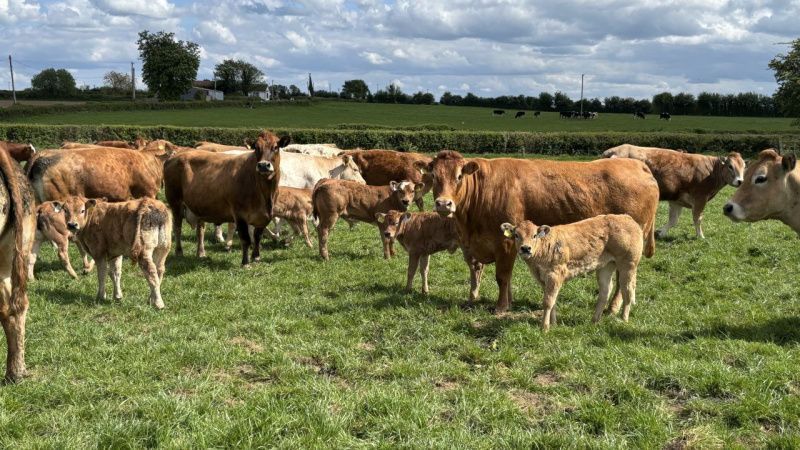Increase in Calf Registrations in Ireland for 2026