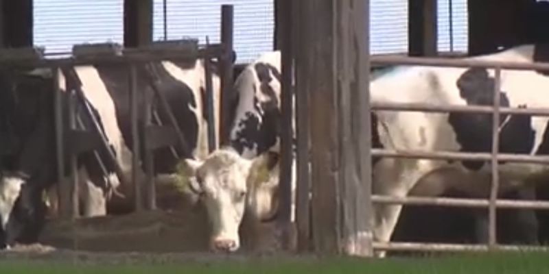 Kansas Dairy Farms Struggle with Heat-Induced Production Drop