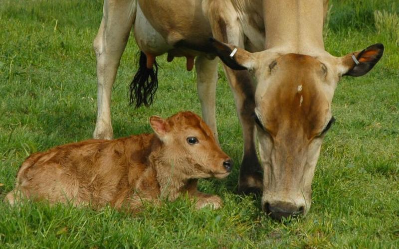 Avustralya, Süt Genetiği İçin Yeni Ulusal Üretim Hedefini Uyguluyor
