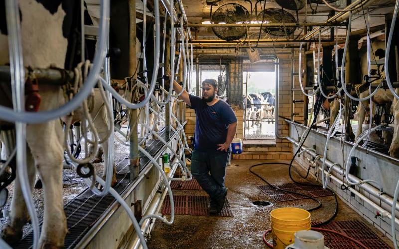 ICE Enforcement Action Significantly Reduces Dairy Workforce in the U.S.