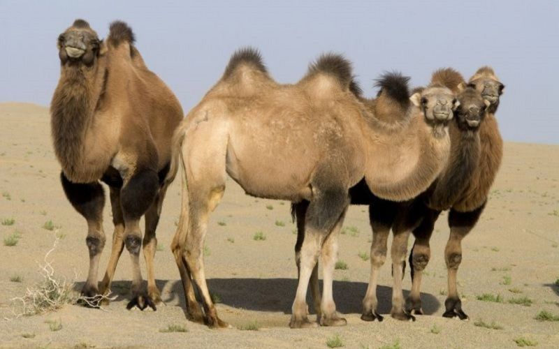 كازاخستان تشارك في تطوير أول معيار دولي لحليب الإبل