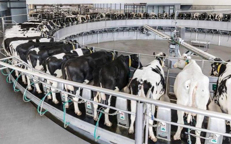 NZ Dairy’s Historic Streak: Record Production Rolls On