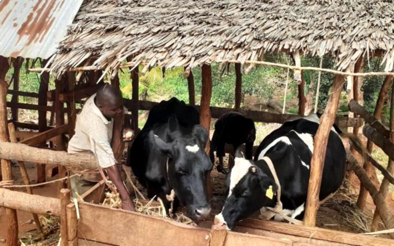 Manabí süt ürünleri çiftçiliğini modernize ediyor
