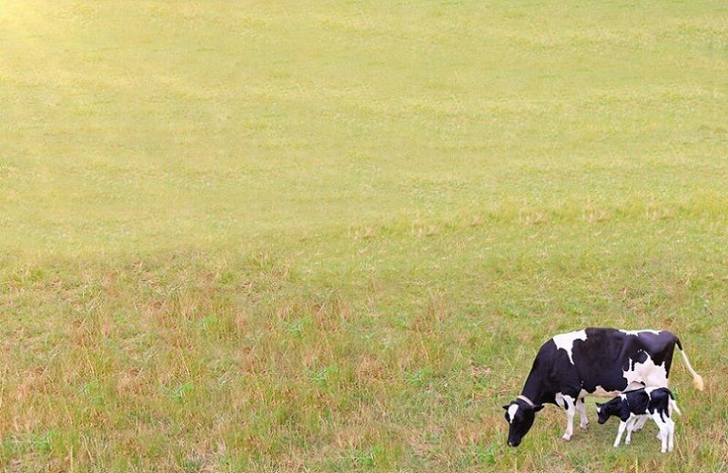 Dairygold Chair Highlights Uncertainty Surrounding Ireland's Nitrates Derogation