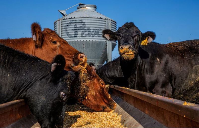 US Farm Debt Is Projected to Reach $605.1bn as Vendor Credit Expands