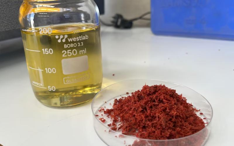Red Seaweed: A Dairy Revolution Is Coming