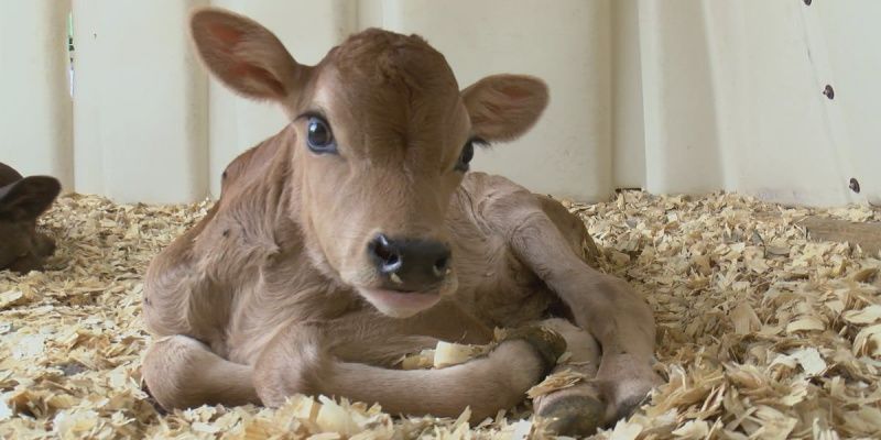 Perk Farm brings a cow-birthing center to the fair