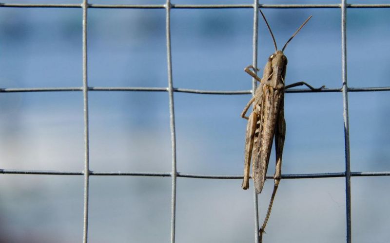 Казахстан и Россия подпишут план совместных мероприятий по борьбе с саранчовыми вредителями