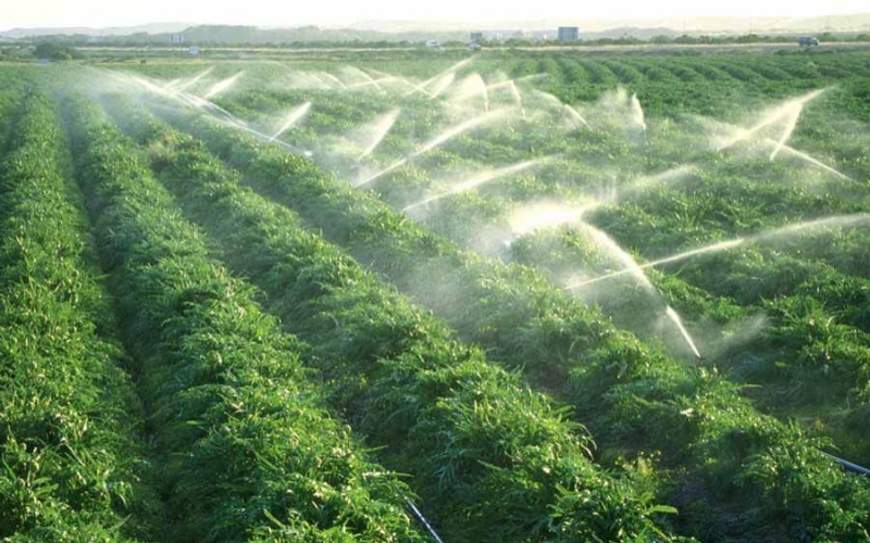 Казахстан и швейцарская Harvest Group SA запускают проект по вовлечению пастбищ в агрооборот с инвестициями $500 млн