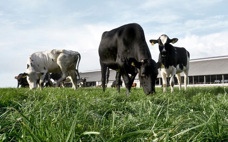 A message from Arla Foods on Bovaer