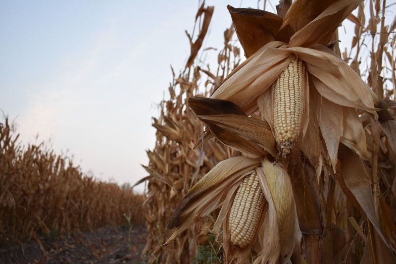 Autoridades mexicanas: los bloqueos carreteros podrían causar fuertes pérdidas a productores agropecuarios