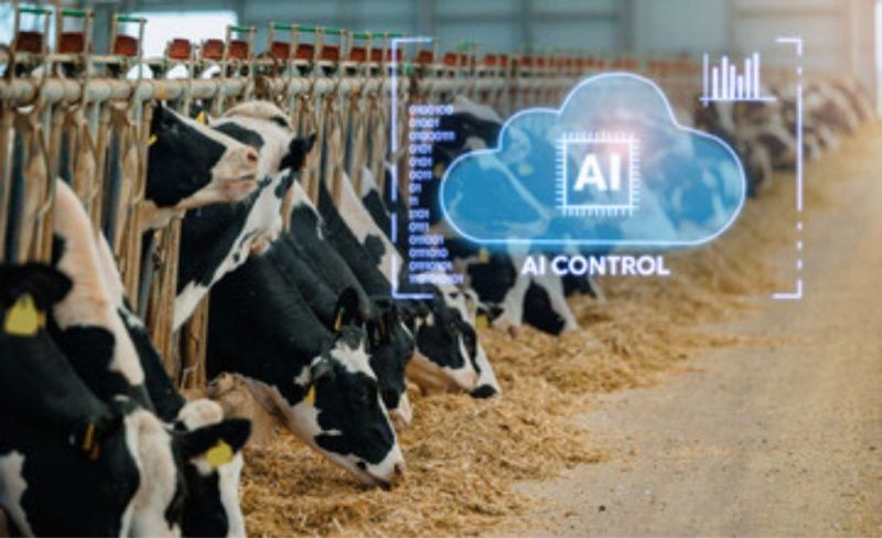 Cooperativa Frísia Implementa IA para el Monitoreo de Vacas Lecheras