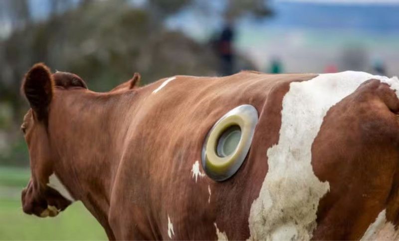 Researchers use rumen fistulas to study cow digestion
