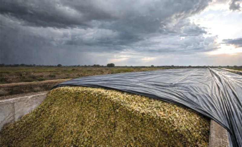 Silage Losses in Brazil Can Exceed 30%