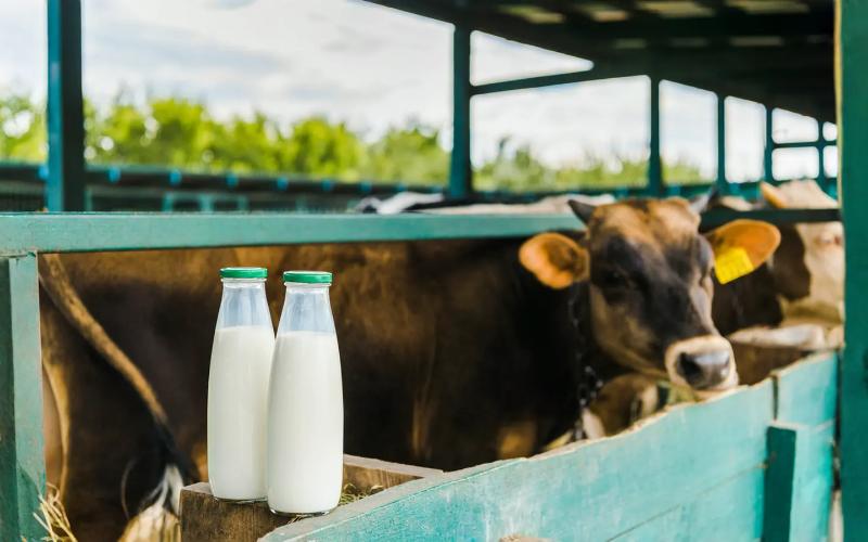 Hindistan'ın Süt Sektörü, Küresel Ticaret Endişelerine Rağmen İstikrarını Koruyor