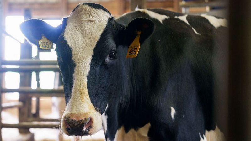Avian Flu Detected in Texas Dairy Cows, Prompting Quarantine Measures