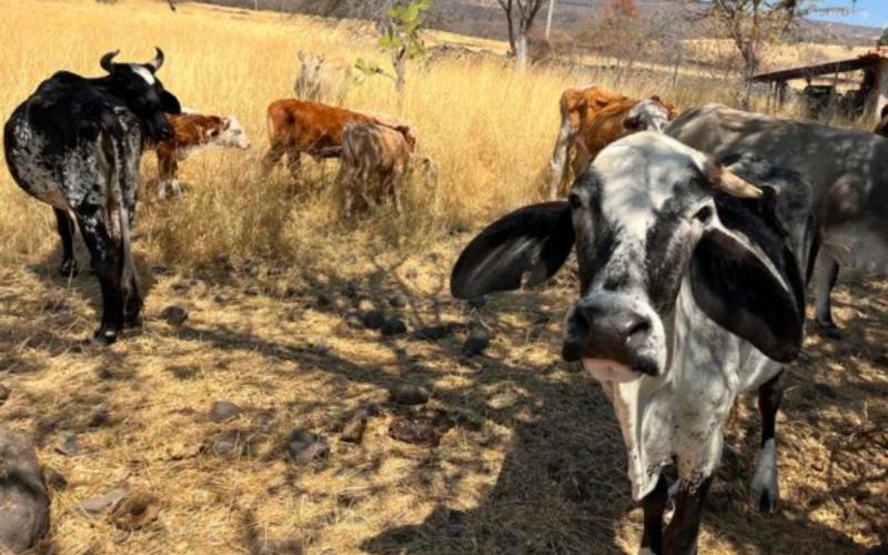 Chihuahua'daki Süt Üreticileri, Geciken Destekler ve Artan Maliyetler Nedeniyle Krizde