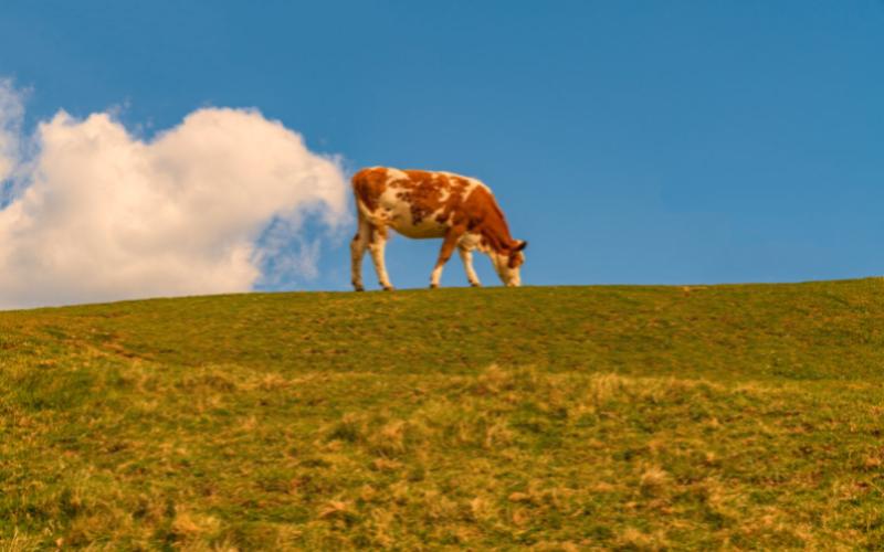 Dairy Industry Takes Steps Towards Methane Reduction