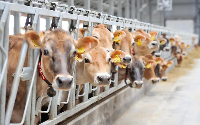 Scandal in Durango: Extortions Threaten Dairy Producers
